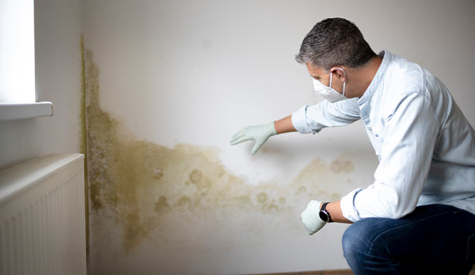 A professional inspecting mold